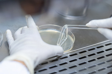 Microbiologist spreading on media culture plate in laboratory.