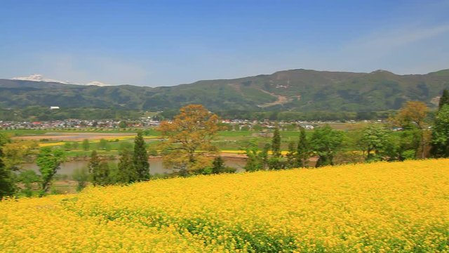 Panning shot of rapeseed field Chikuma River and mountains