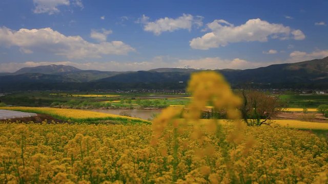 Rack focus of rapeseed field Chikuma River and mountains