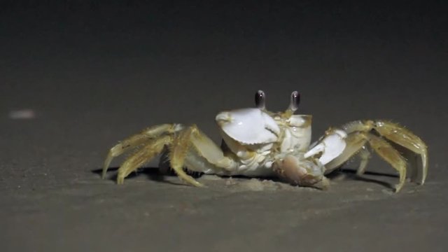 Fiddler Crab Eating on a Dark Beach