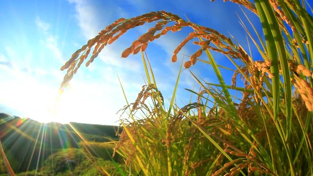 Close up of rice paddy against sunny sky