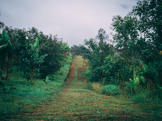 Rural road in a mountain with fog and mist