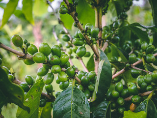 Green leaf with coffee beans in a farm