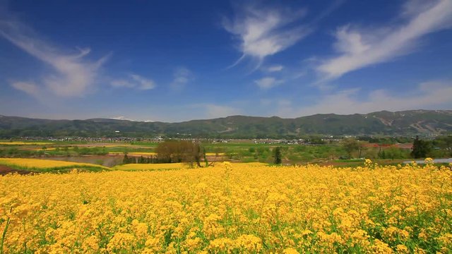 Panning shot of rapeseed field Chikuma River and mountains