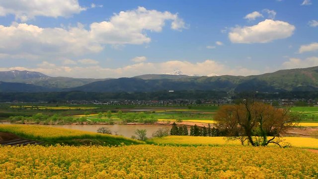 Rapeseed field in sunshine Chikuma River and mountains