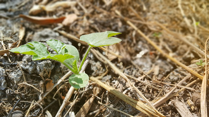Fototapeta premium Young watermelon or citrullus plant
