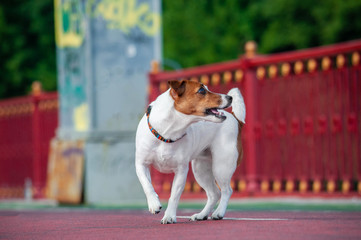 cute young red dog jack russell terrier on a foot bridge in Kyiv in the summer