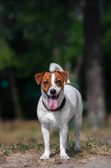 cute young red dog jack russell terrier in park 