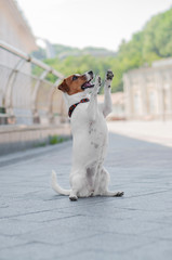 cute young red dog jack russell terrier is making trick 