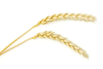 Group of two whole ripe golden bread wheat ear flatlay isolated on white background