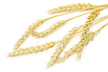 Group of three whole golden bread wheat ear flatlay isolated on white background