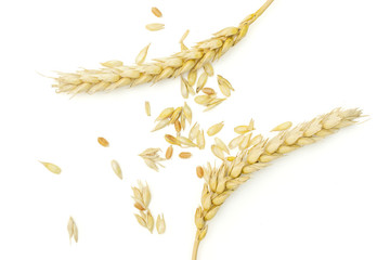 One whole lot of pieces of golden bread wheat ear grains flatlay isolated on white background