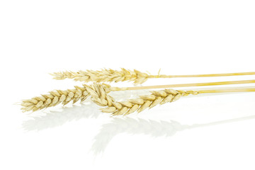 Group of two whole ripe golden bread wheat ear isolated on white background
