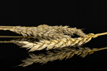 Group of three whole golden bread wheat ear isolated on black glass