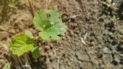 Young watermelon or citrullus plant