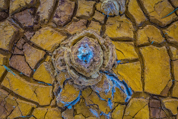 trees with ghostly glued sediments