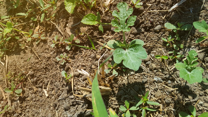 Young watermelon or citrullus plant