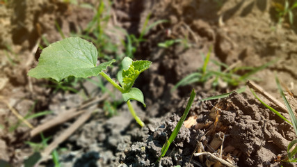 Young watermelon or citrullus plant