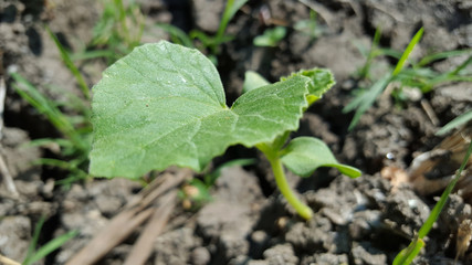 Young watermelon or citrullus plant