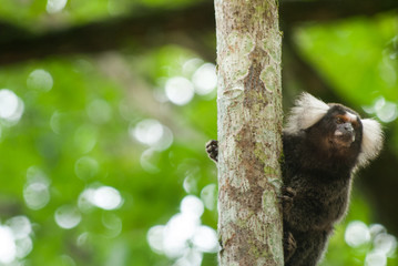 Sagui da orelha branca - Callithrix jacchus