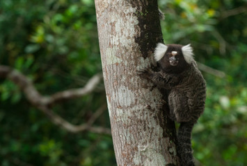 Sagui da orelha branca - Callithrix jacchus 