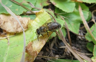 Bee drinking dew on plant in the garden, closeup 