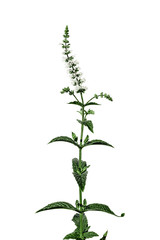 Fototapeta premium Wild mint fresh plant with flowers blossom isolated on white background. Healthy food concept. Summer garden organic herb. Ingredient for drinks, cocktails, food spices. Sun light illumination