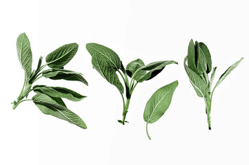 Salvia officinalis fresh green plant isolated on white background. Different branches collection. Organic leaves from garden. Italian and mediterranean typical spices for cooking. Set for collages