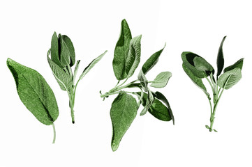 Fototapeta premium Salvia officinalis fresh green plant isolated on white background. Different branches collection. Organic leaves from garden. Italian and mediterranean typical spices for cooking. Set for collages