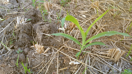 Young wheat seedlings growing in a soil
