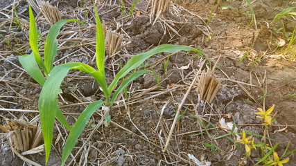 Young wheat seedlings growing in a soil