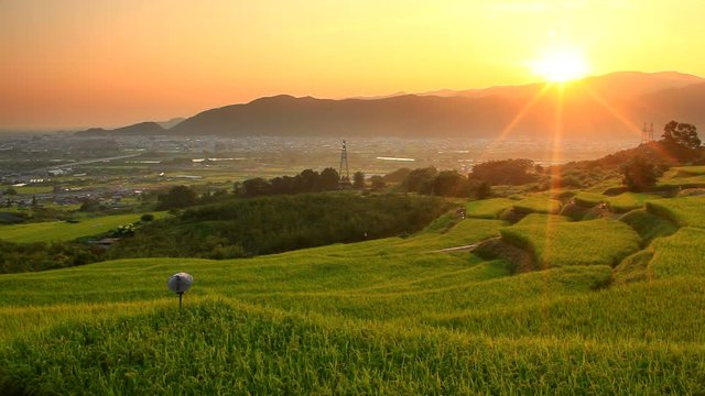 Panning shot view of field at sunrise