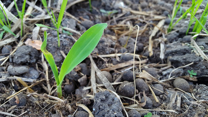 Young wheat seedlings growing in a soil