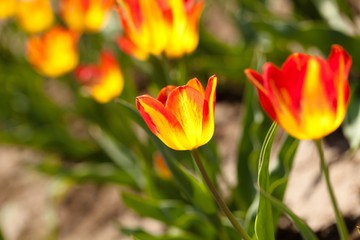 Obraz na płótnie Canvas Olympic Flame Tulips