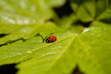 Ladybug On A Leaf
