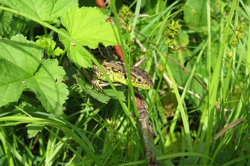 Green european lizard on grass in the garden