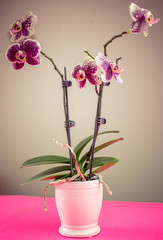 Pink tiger phalaenopsis orchid in a flower pot on pink table