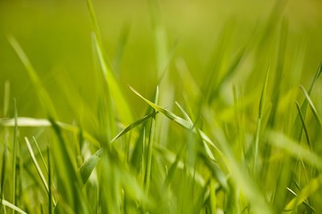 Grass Leaves