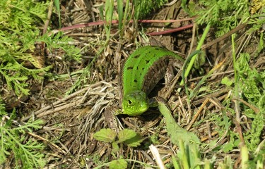 Green european lizard on grass in the garden, closeup