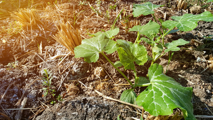 Young watermelon or citrullus plant