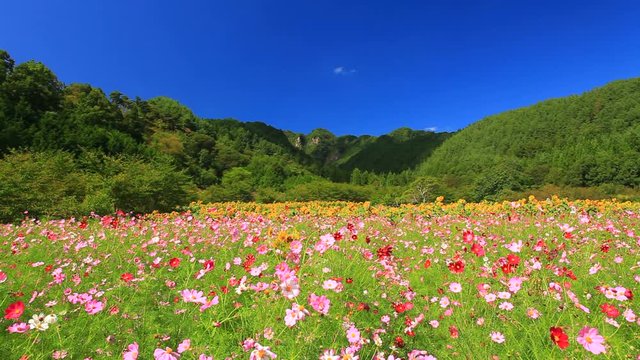 Cosmos flower meadow and hills