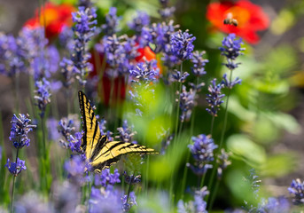 Butterfly and flowers in a garden (Western Tiger Swallowtail)