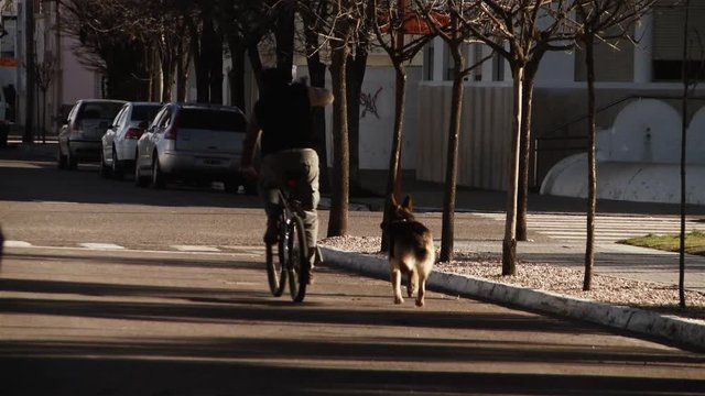 Mature Man Riding Bicycle with Dog.