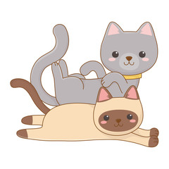 Isolated cats cartoons design vector illustrator