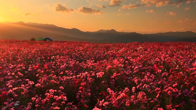 Pink Cosmos flower meadow at sunset