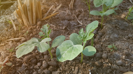 Young watermelon or citrullus plant