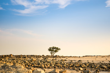 Landscapr of the lonely tree in desert.