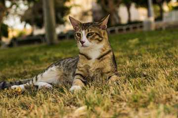 Naklejka na ściany i meble stripped street cat portrait lay on a grass meadow in park outdoor open air natural environment and looking side ways 