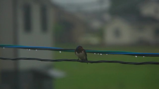View of swallow on wire in rainy day, Ueda City, Nagano Prefecture