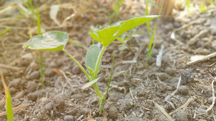 Young watermelon or citrullus plant